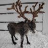 reindeer-2