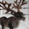 reindeer_01