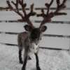 reindeer-1_01